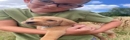 Labrador Retriever dogs for sale: Gorgeous fox red and yellow Labrador puppies  - Advert 20