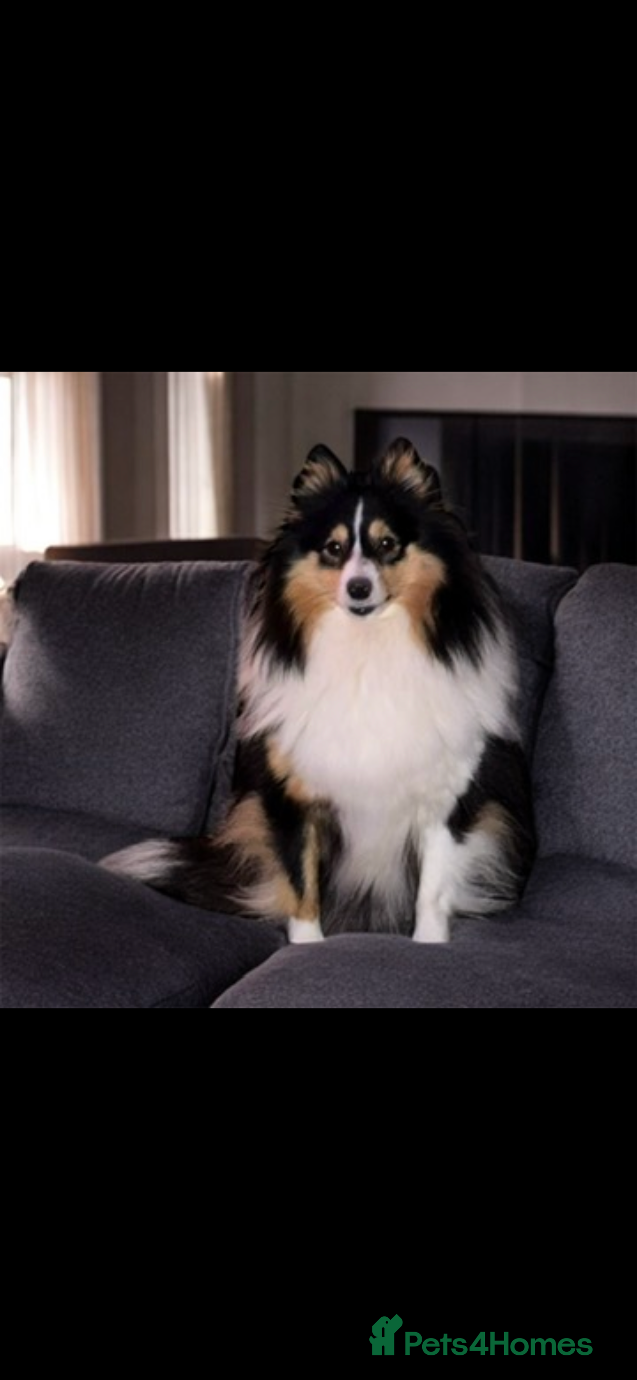 Shetland Sheepdog dogs Shetland sheepdog puppy looking for forever home - Advert 14