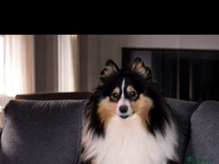 Shetland Sheepdog dogs Shetland sheepdog puppy looking for forever home - Advert 1