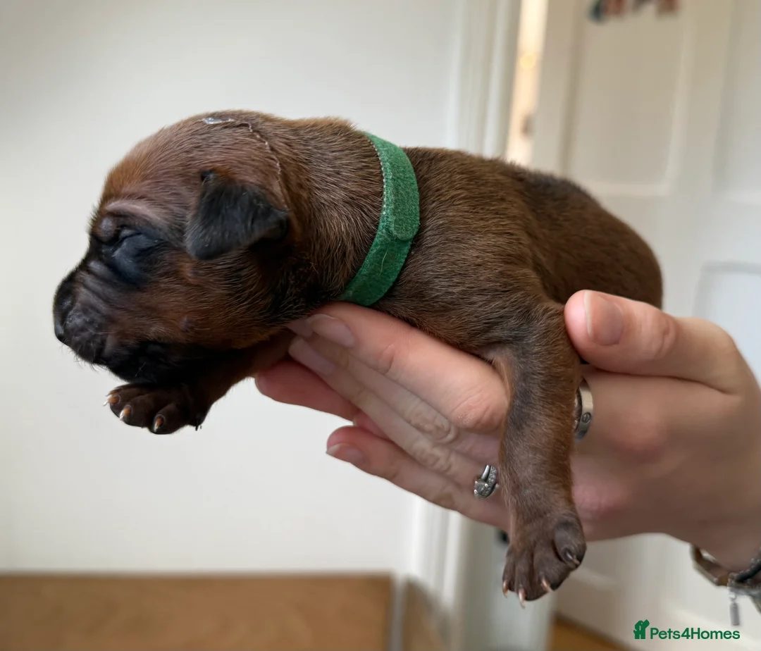 Rhodesian Ridgeback dogs for sale: Rhodesian Ridgeback Puppies - Advert 32