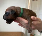 SOLD - Rhodesian Ridgeback Puppy 11 (Maroon - Male)