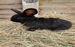 Mixed Breed rabbits for sale: Beautiful bouncy buns x  - Image 5