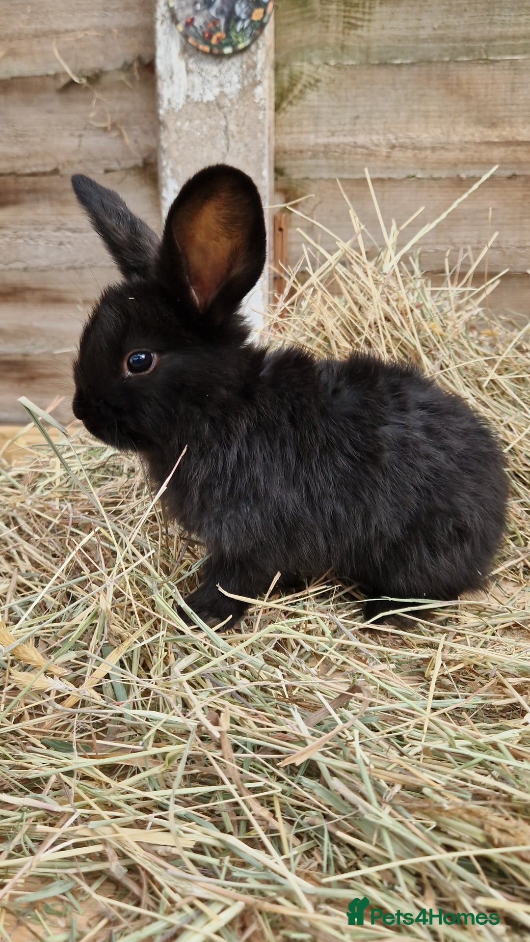 Mixed Breed rabbits for sale: Beautiful bouncy buns x  - Image 5