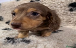 Miniature Dachshund dogs for sale: Miniature dachshund - Image 5