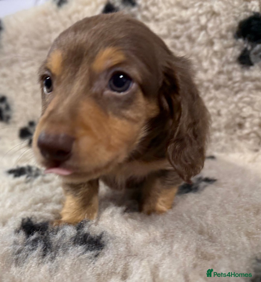Miniature Dachshund dogs for sale: Miniature dachshund - Image 5