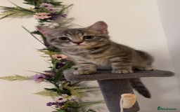 British Shorthair cats for sale: Beautifull female British shorthair 5 months 🩷🩷 - Image 1