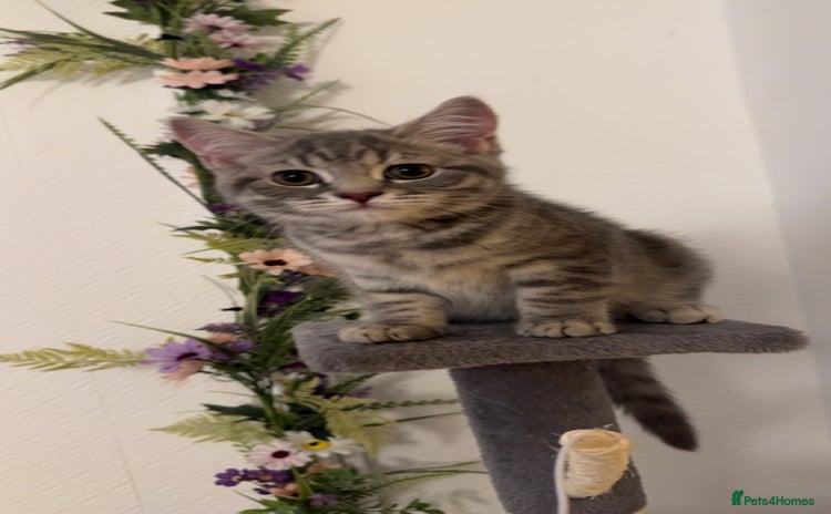 British Shorthair cats - Advert 4