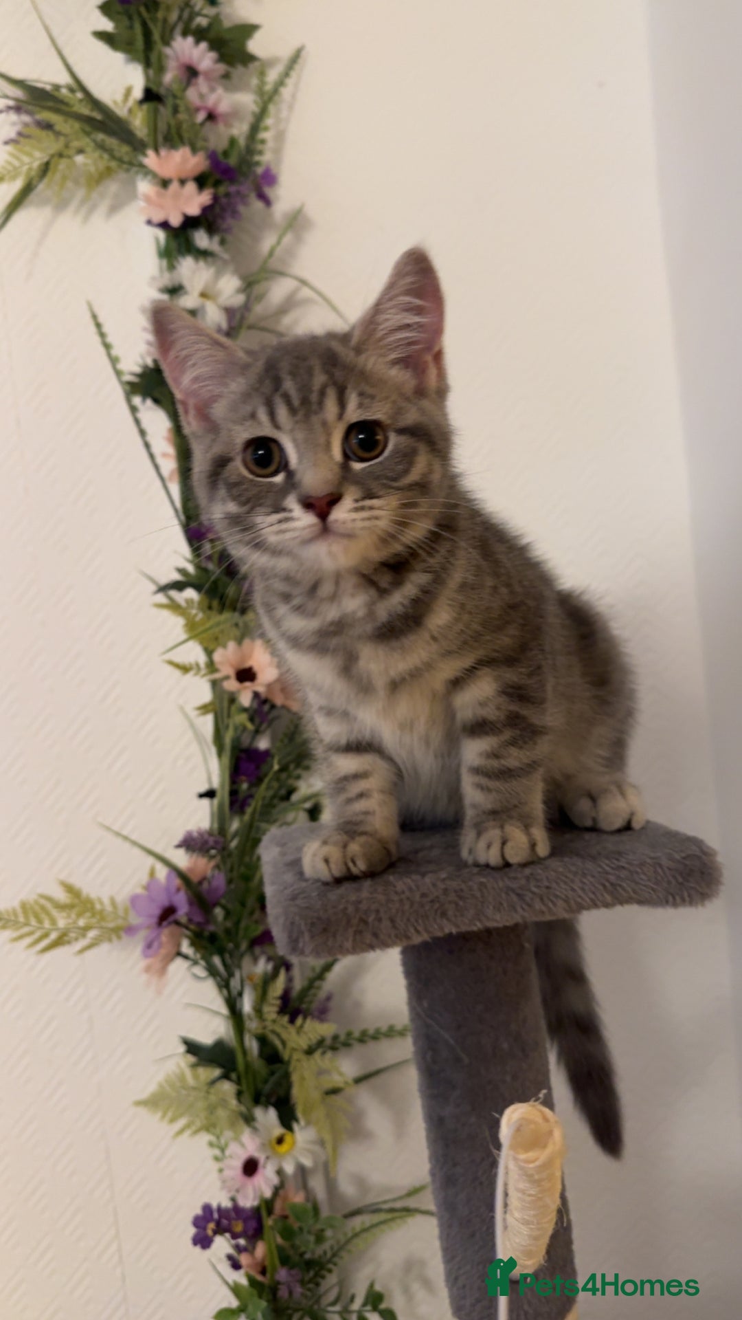 British Shorthair cats for sale: Beautifull female British shorthair 5 months 🩷🩷 - Image 1
