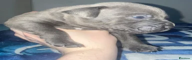 Grey boy