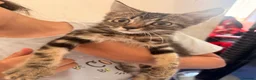 Mixed Breed cats for sale: Three beautiful kittens ready to go.  in Southampton - Advert 2