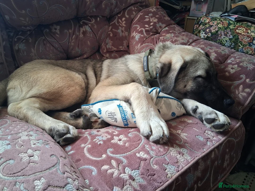 Mixed Breed dogs for adoption: Sandy 6-7 month Macedonian rescue  shepherd mix  - Advert 2