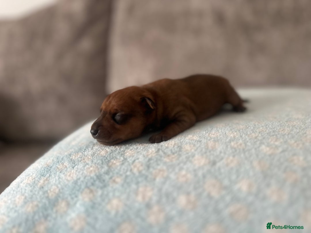 Miniature Pinscher dogs for sale: LAST PUP! Exceptional Miniature Pinscher Puppies - Image 36