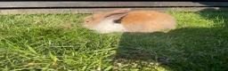 Mixed Breed rabbits for sale: Child friendly Mixed breed rabbits  - Advert 11