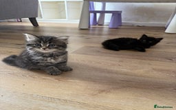 Persian cats for sale: Persian BSH kittens ready next weekend - Image 7