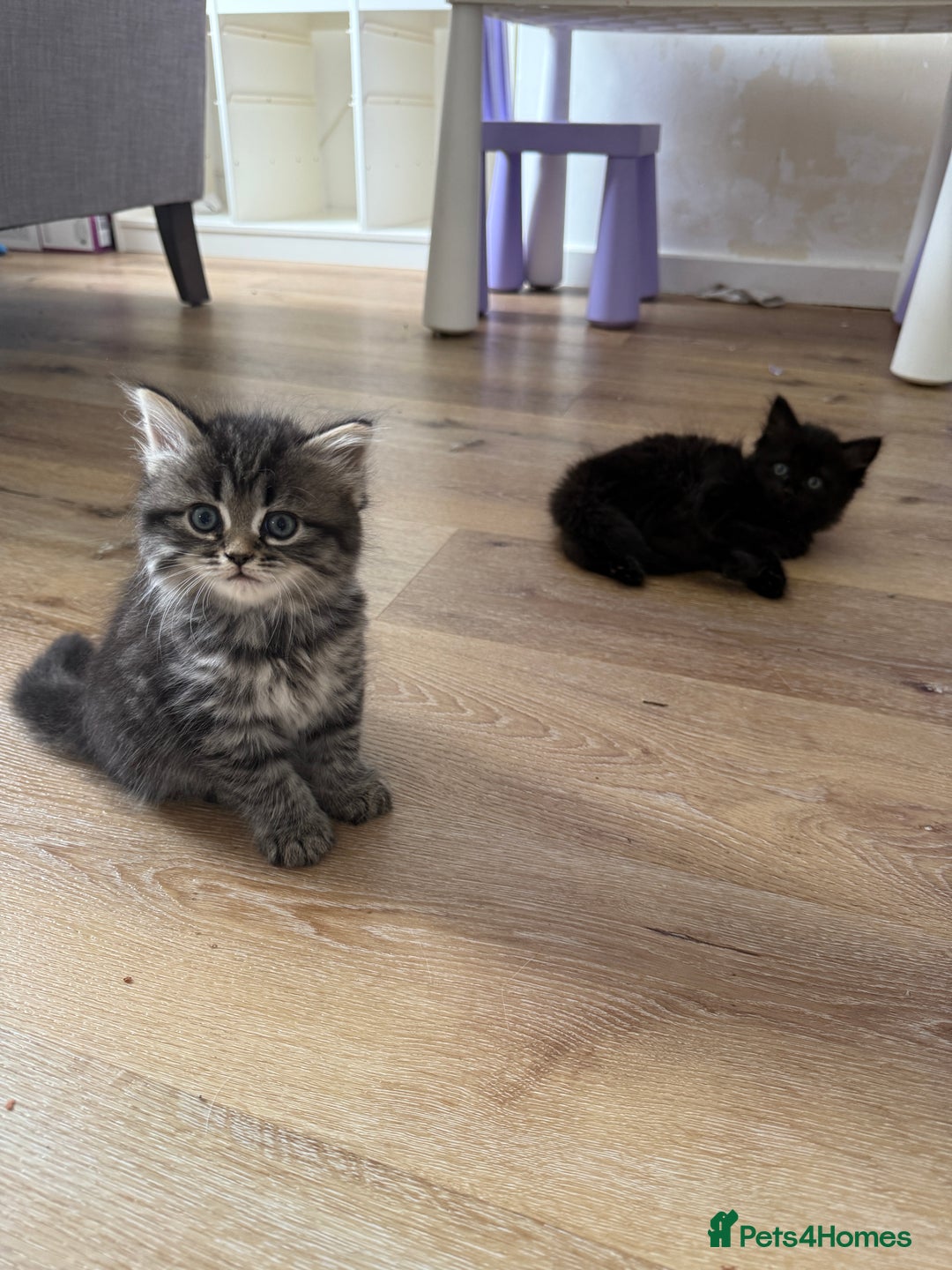 Persian cats for sale: Persian BSH kittens ready next weekend - Image 7