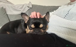 French Bulldog dogs for sale: French bulldog needs a new home - Image 2