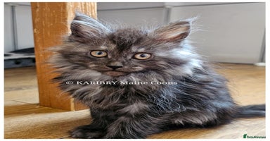 Maine Coon cats Quality Maine Coon kittens TICA registered  - Advert 4
