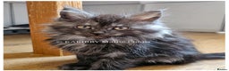 Maine Coon cats for sale: Quality Maine Coon kittens TICA registered  - Advert 2