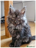 Maine Coon cats Quality Maine Coon kittens TICA registered - Advert 3