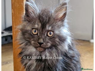 Maine Coon cats Quality Maine Coon kittens TICA registered - Advert 4
