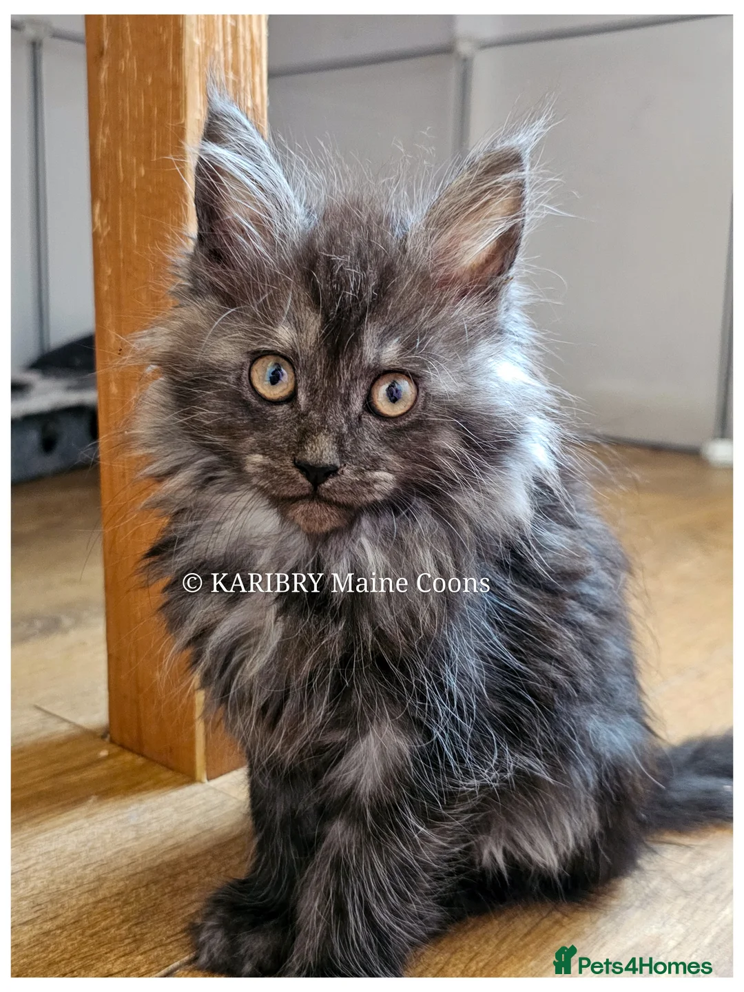 Maine Coon cats for sale: Quality Maine Coon kittens TICA registered  - Advert 1