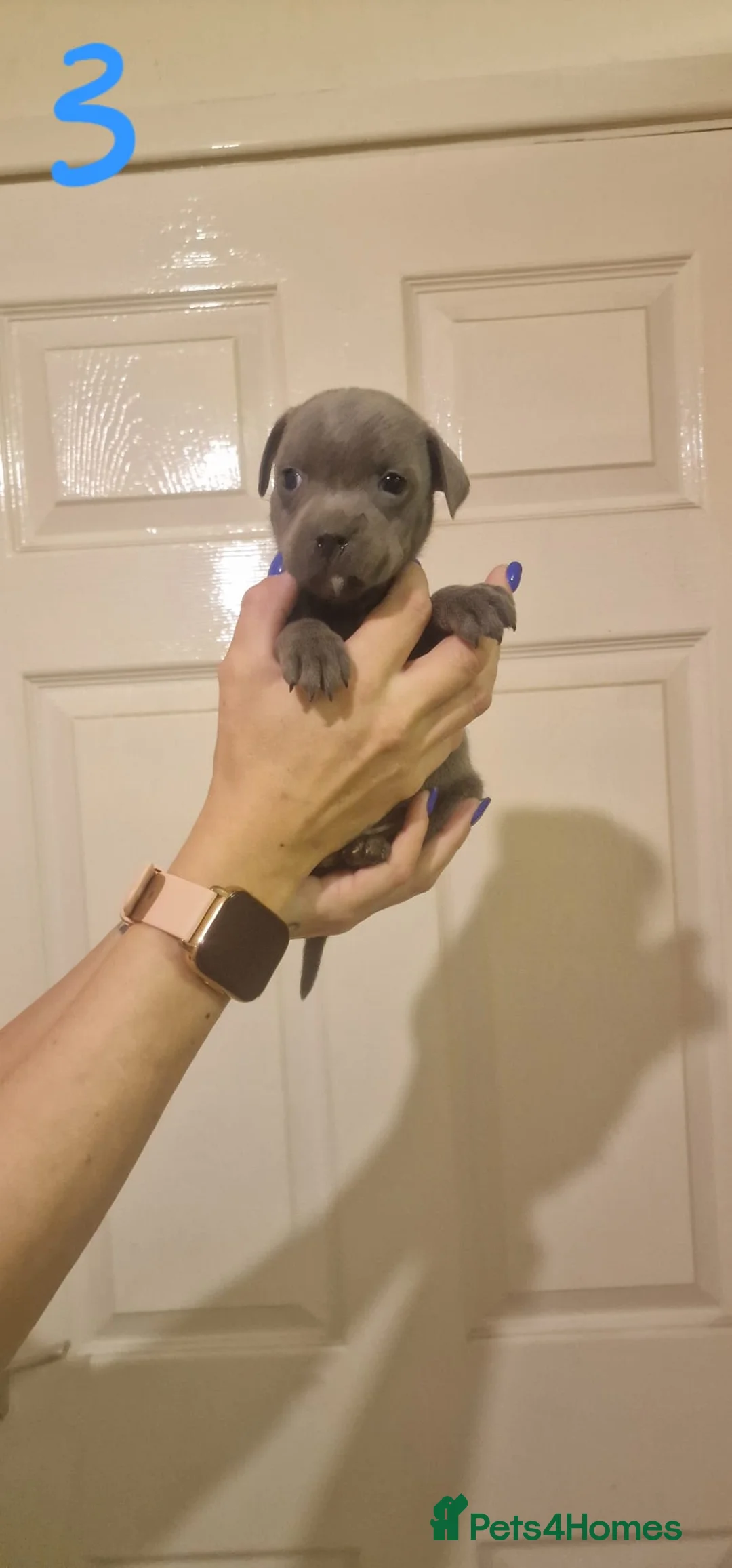 Staffordshire Bull Terrier dogs for sale: 6 beautiful blue staffs - Advert 8