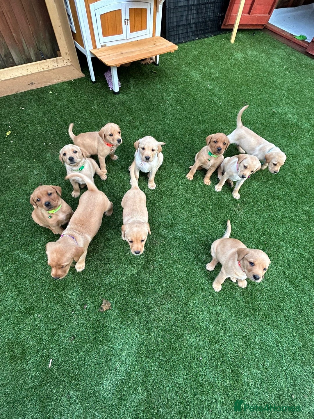 Labrador Retriever dogs for sale: Golden and fox red lab puppies ready to leave now - Image 14
