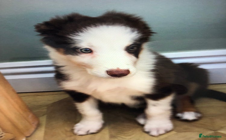 Border Collie dogs - Advert 10