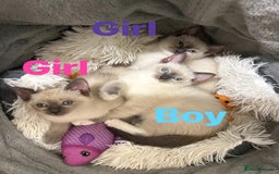 Ragdoll cats for sale: Adorable kittens Ragdoll for sale  - Image 15