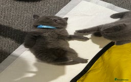 British Shorthair cats for stud: Cat for stunning in Rugby - Image 16