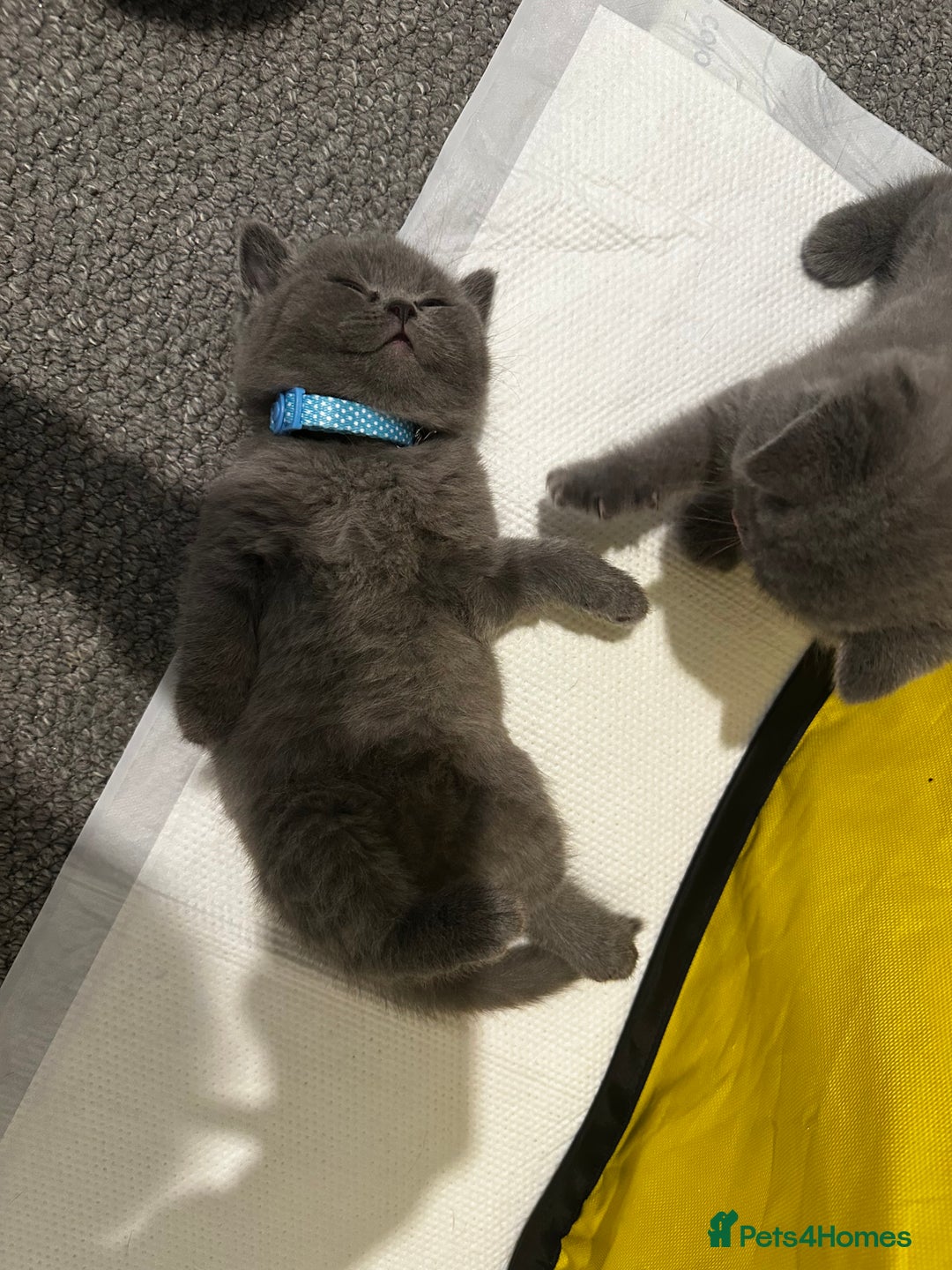 British Shorthair cats for stud: Cat for stunning in Rugby - Image 16