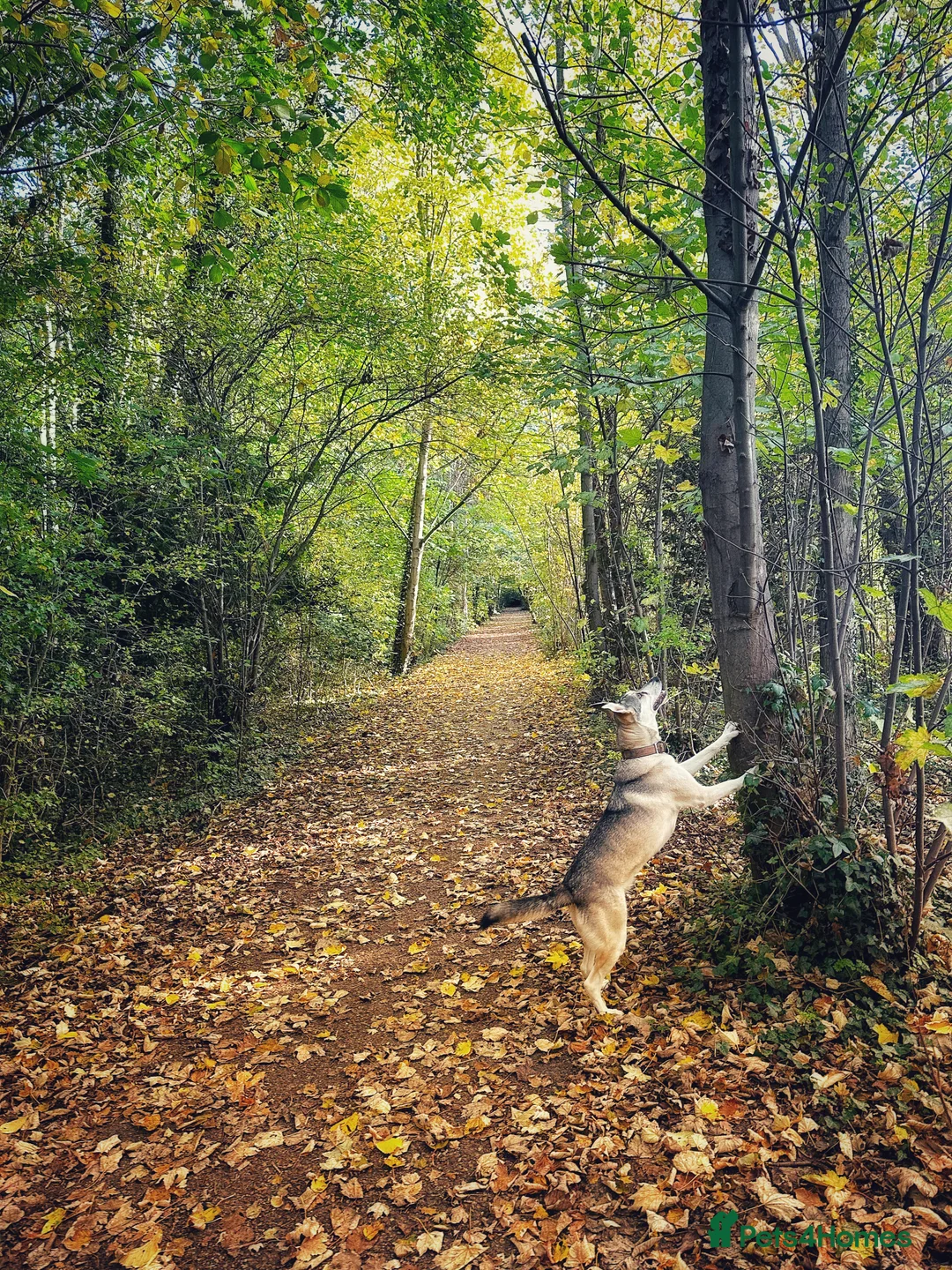 Mixed Breed dogs for sale: Farla, a beautiful, good-natured German Shepherd - Advert 4