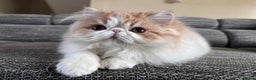 Persian cats for sale: Quality Persian Girls - Available Now - Advert 5