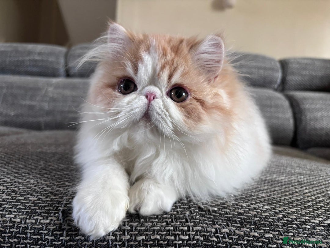 Persian cats for sale: Quality Persian Girls - Available Now - Advert 5