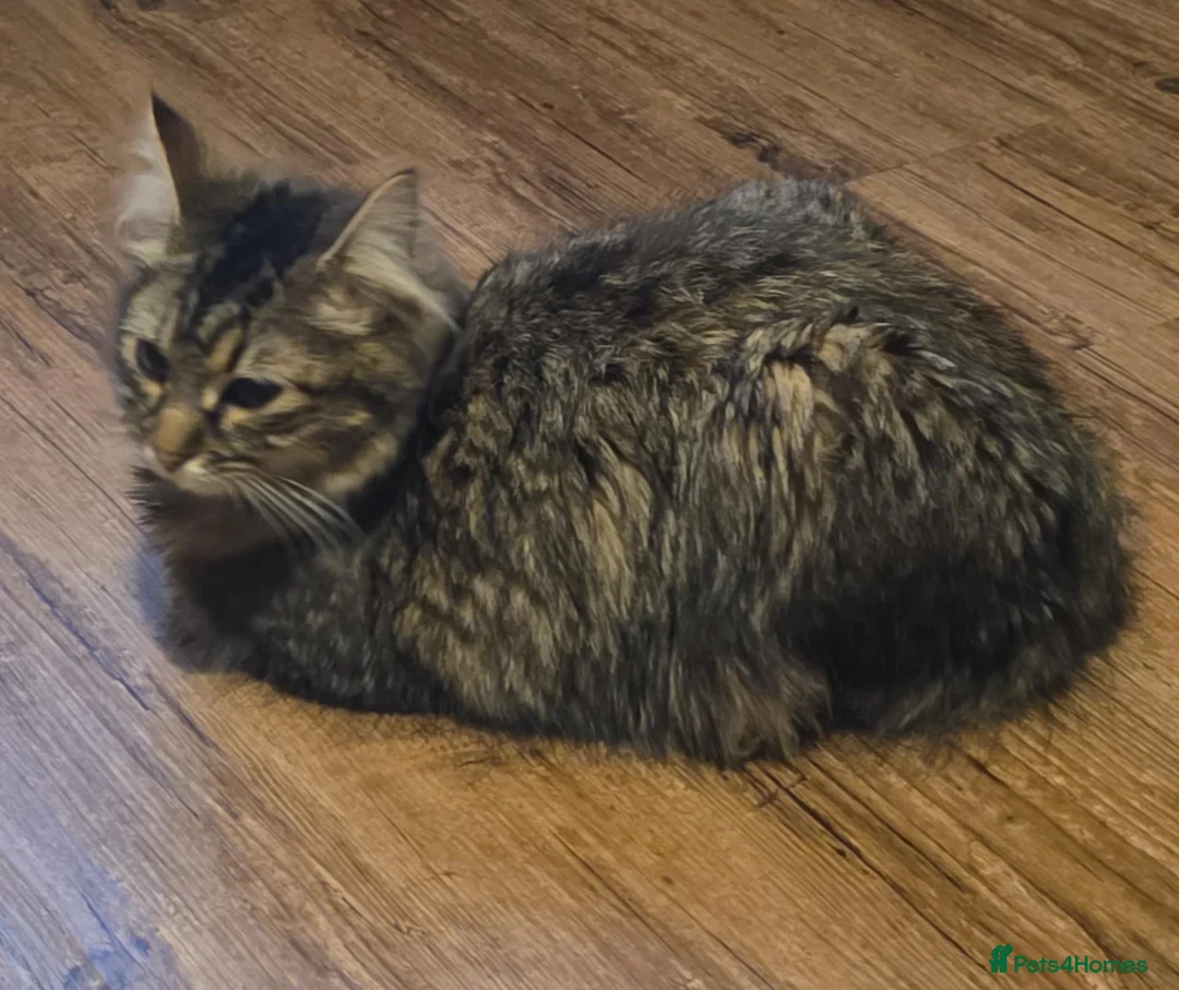 Mixed Breed cats for sale: Cute kittens ready for loving home - Advert 7