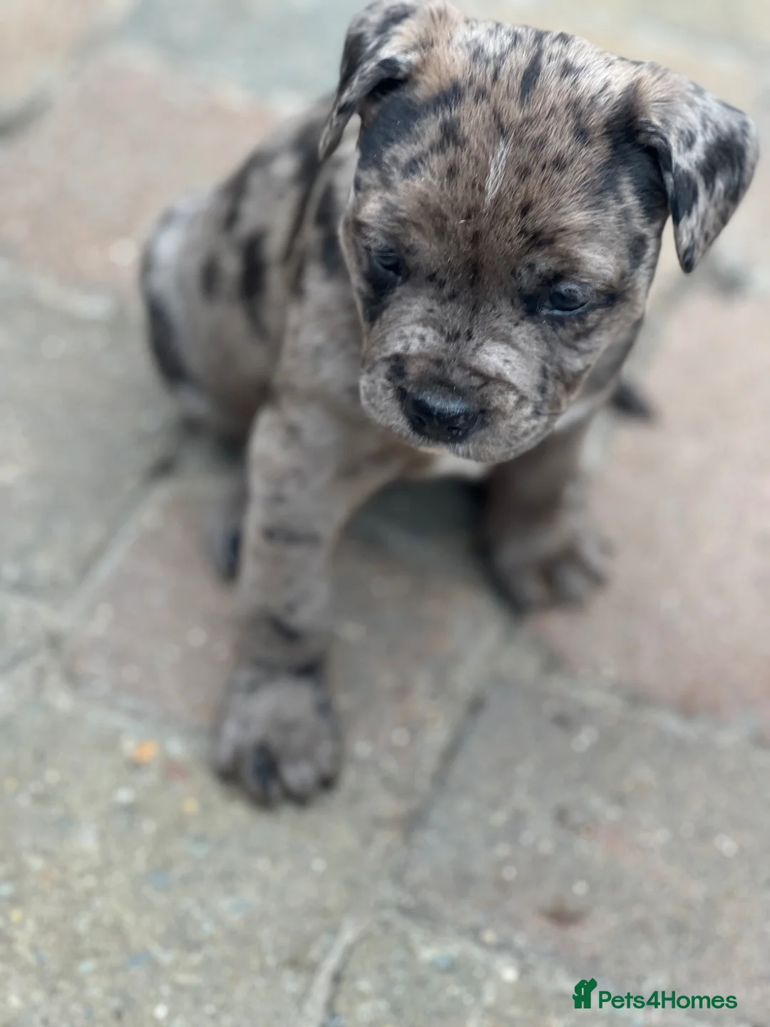 Mixed Breed dogs for sale: Staff cross puppies, great characters markings in St Albans - Advert 2