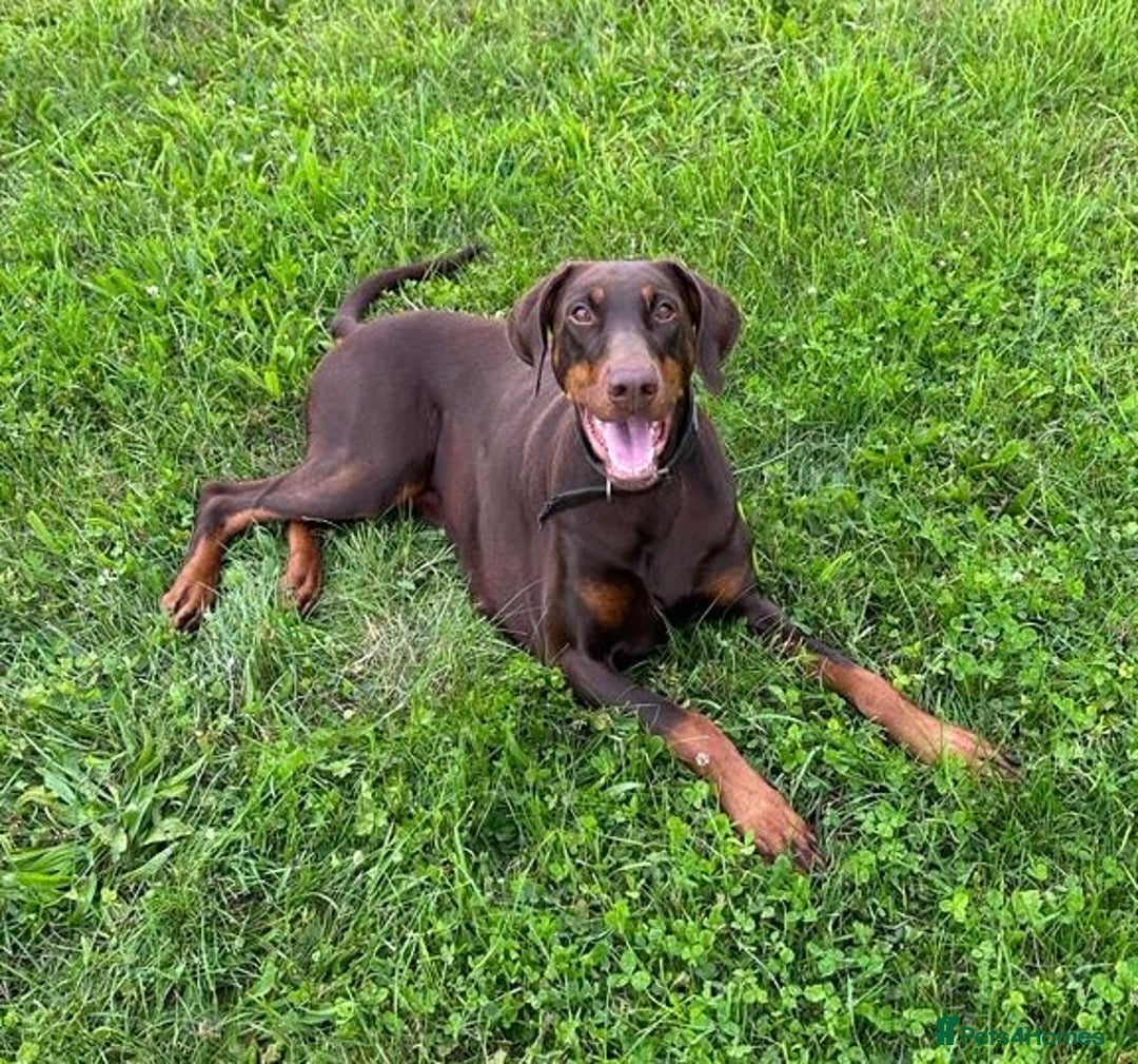 Dobermann dogs for sale: DOBERMAN PUPPIES WITH FANTASTIC PEDIGREE - Image 8