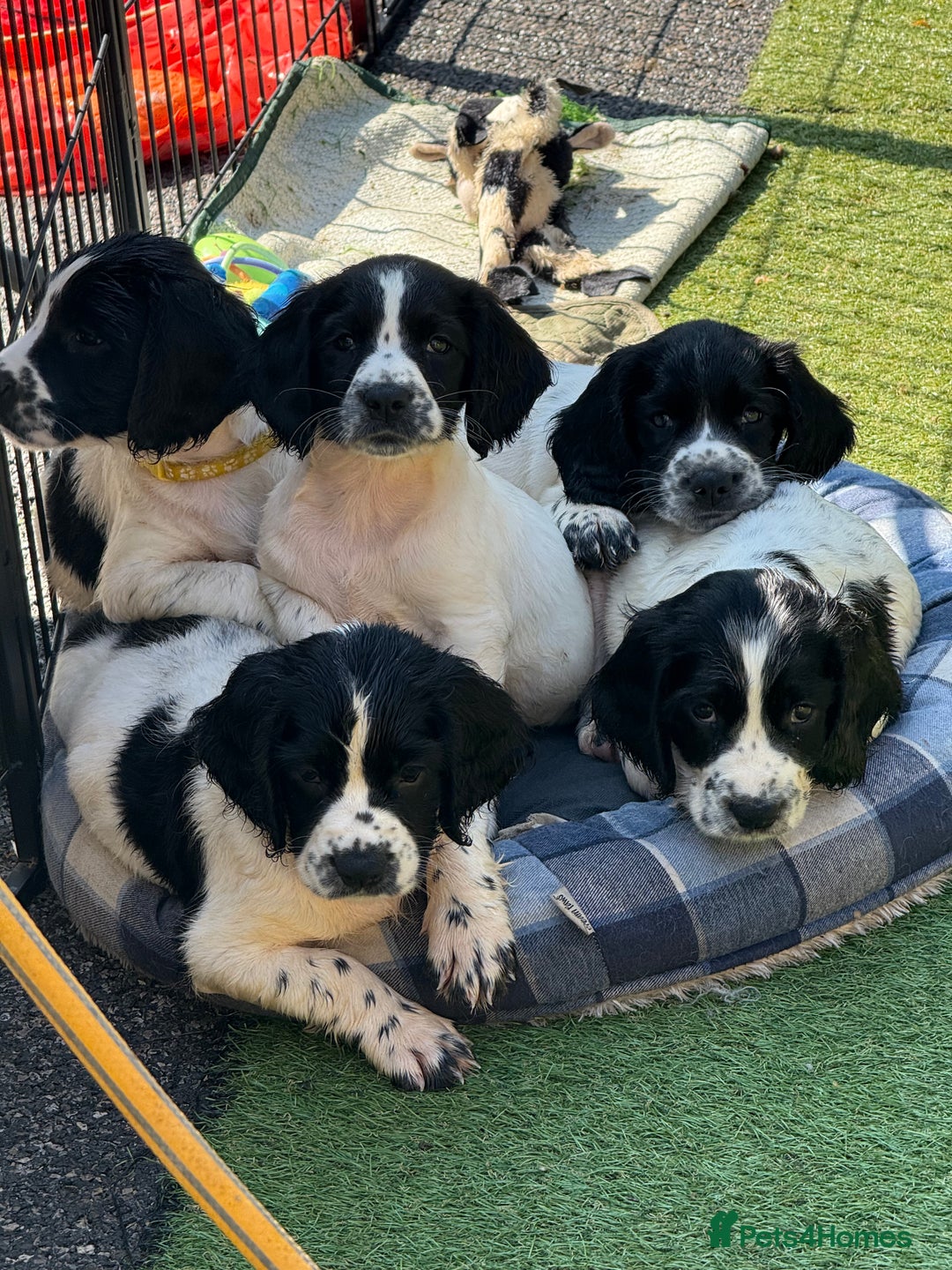 English Springer Spaniel dogs for sale: Kc reg  dna tested springer spaniels  - Image 18