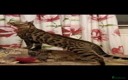 Bengal cats for sale: Bengal Adolescent & Young Adult Entire Males - Image 13