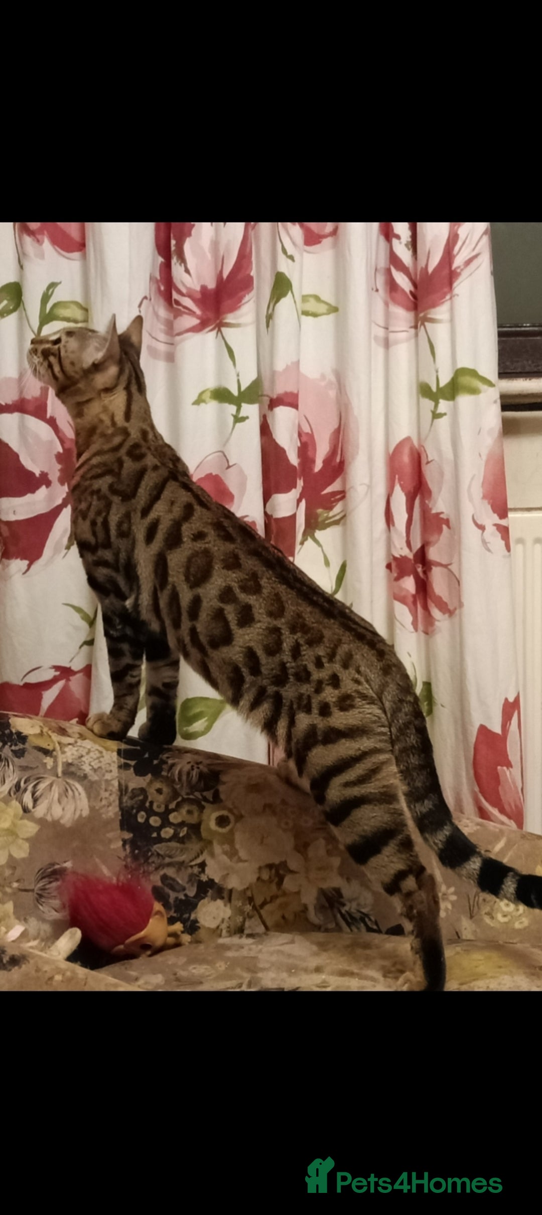 Bengal cats for sale: Bengal Adolescent & Young Adult Entire Males - Image 13