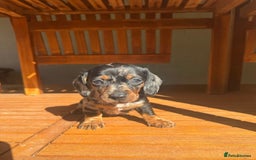 Miniature Dachshund dogs for sale: Friendly silver dapples mini dachschunds pups - Image 5