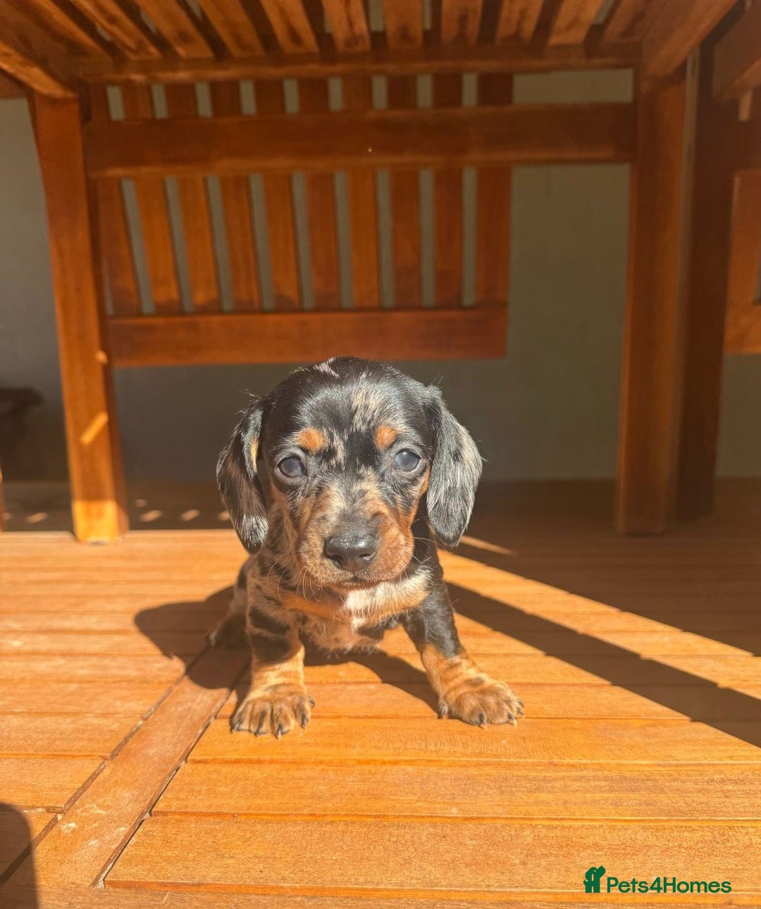 Miniature Dachshund dogs for sale: Friendly silver dapples mini dachschunds pups - Image 5