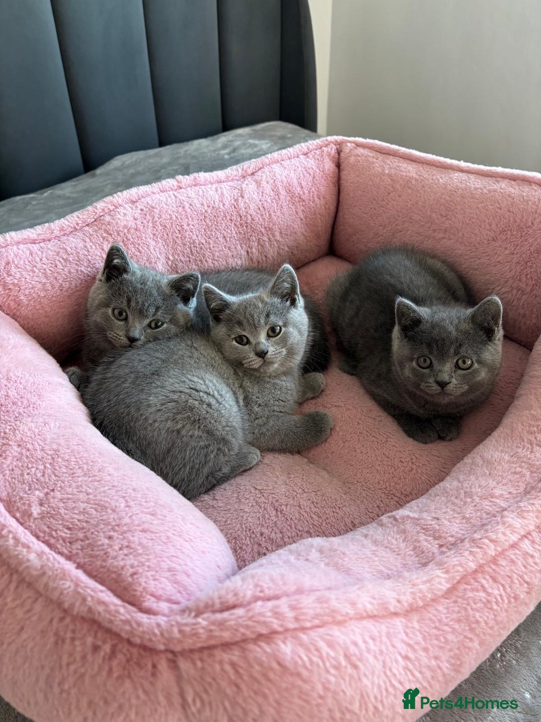 British Shorthair cats for sale: British shorthair kittens - Image 14
