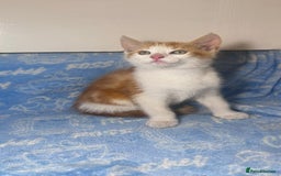 Mixed Breed cats for sale: 3 Lovely Kittens - Image 12