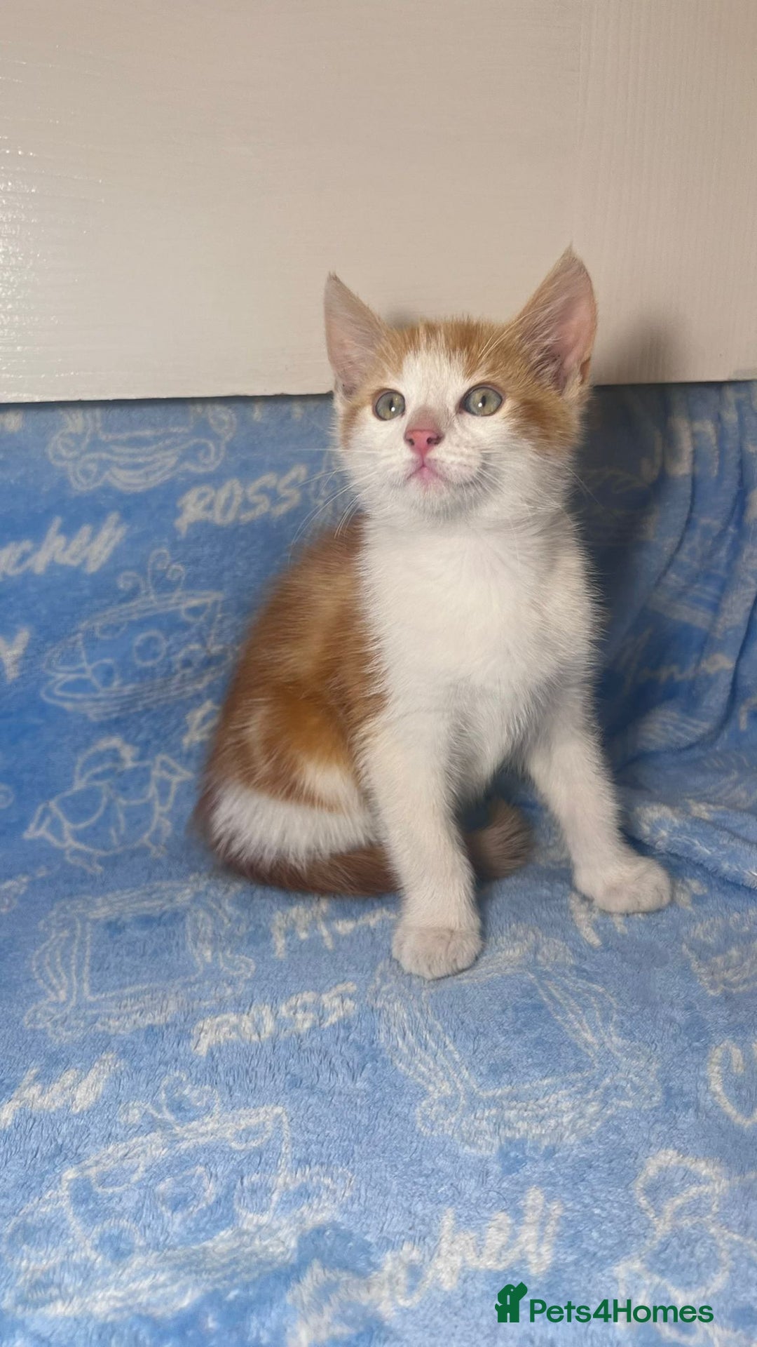 Mixed Breed cats for sale: 3 Lovely Kittens - Image 12