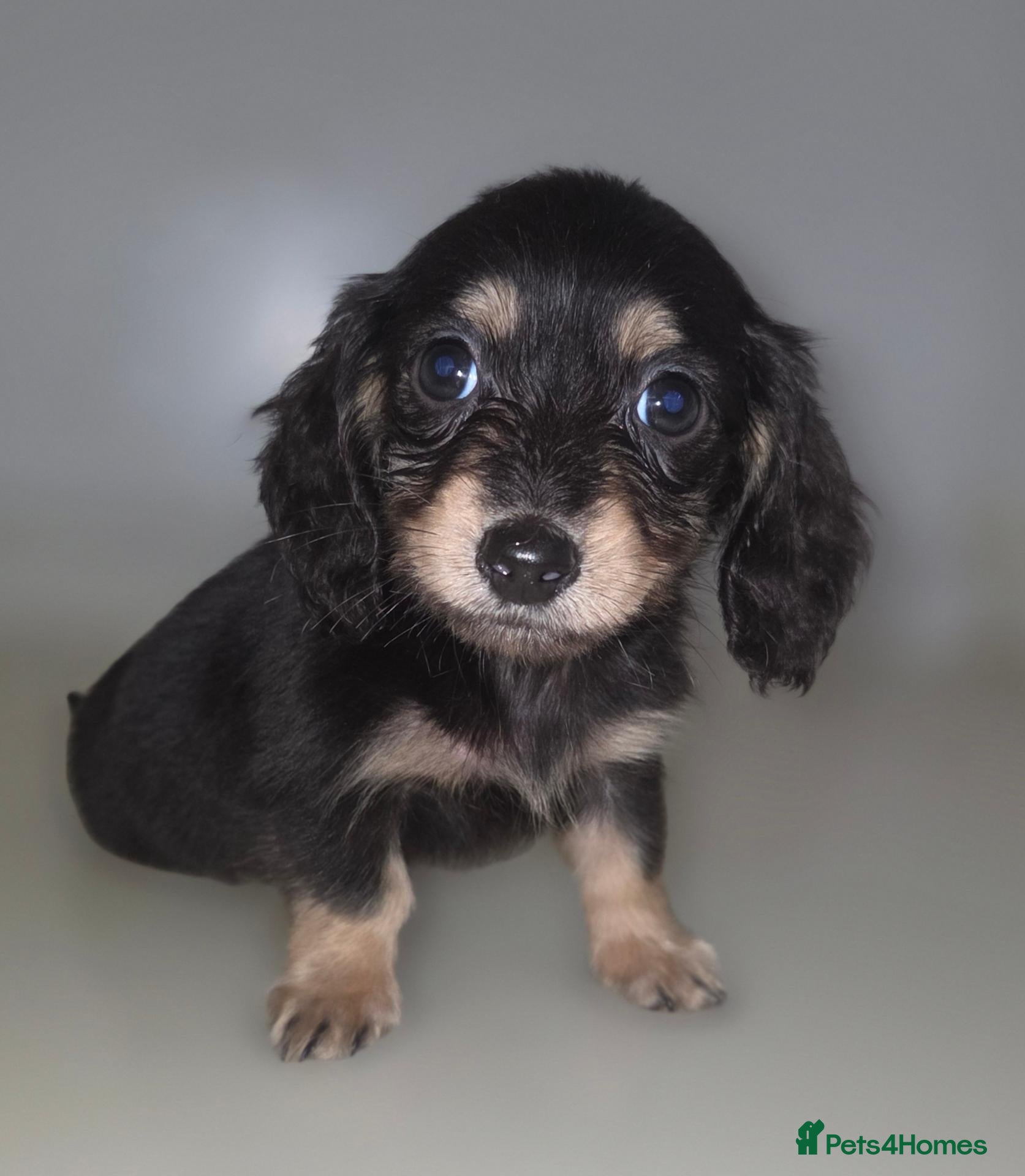 Miniature Dachshund dogs True longhaired minature dachshunds  - Advert 1