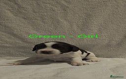 Sprocker dogs for sale: Adorable Sprocker Puppies  - Image 6