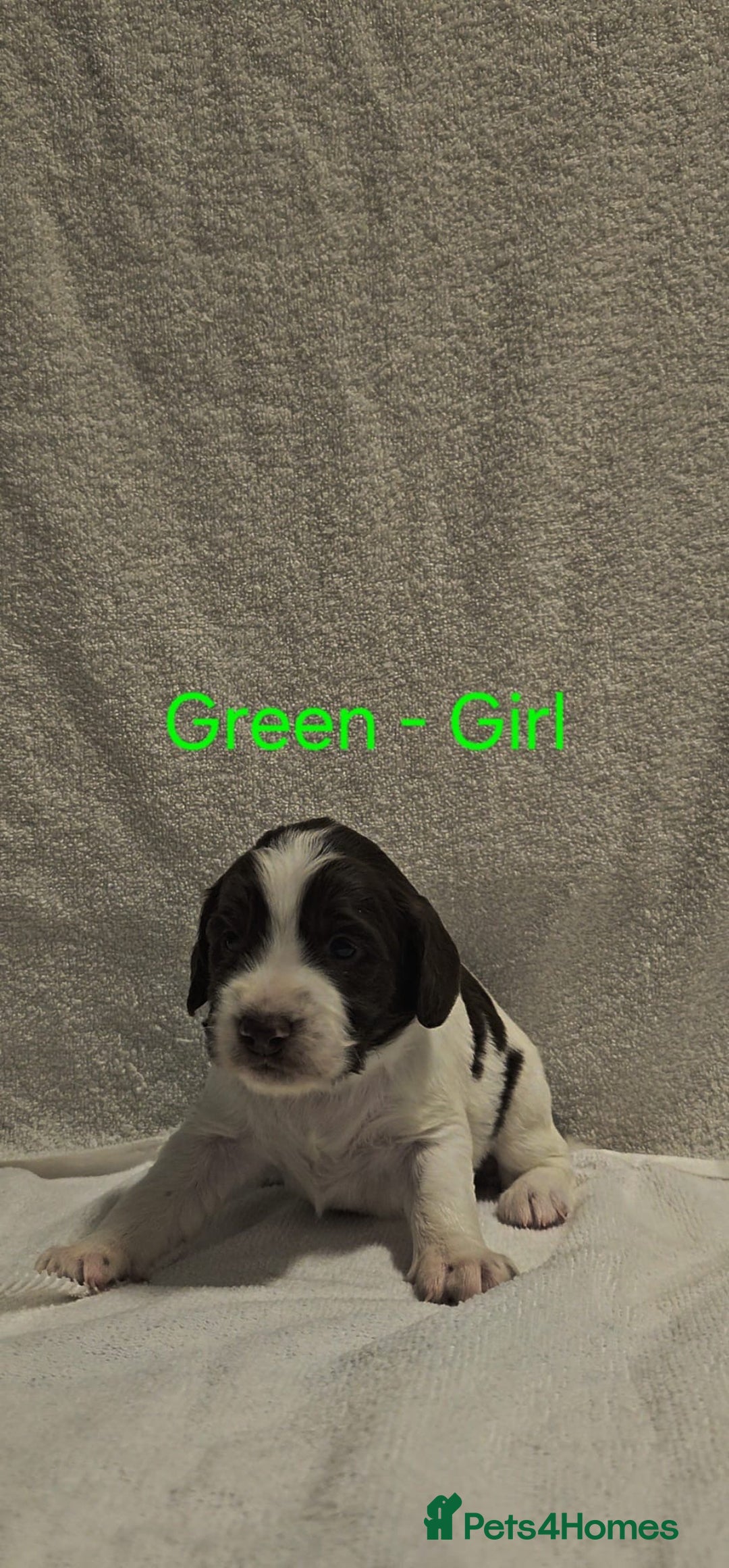 Sprocker dogs for sale: Adorable Sprocker Puppies  - Image 6