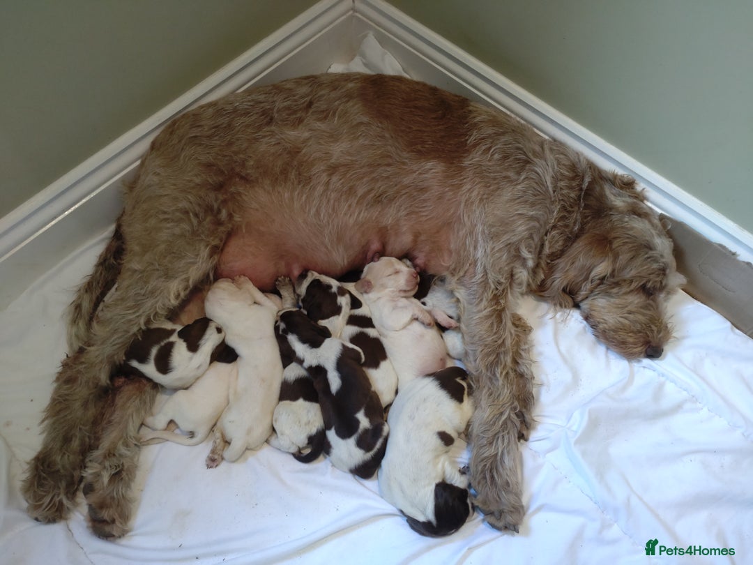 Italian Spinone dogs for sale: A beautiful litter of Italian Spinones  - Image 8