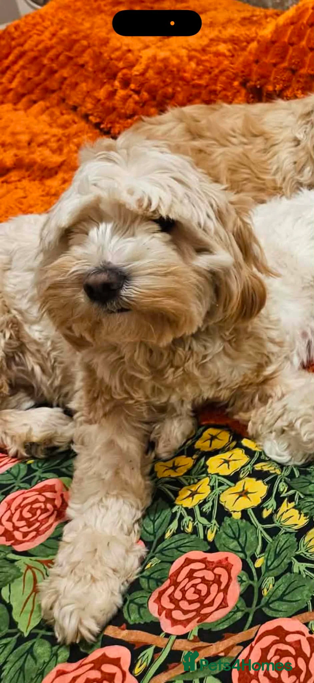 Tibetan Terrier dogs for sale: Waiting list opened for KC Reg expected litter - Advert 2